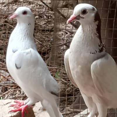 Sherazi Pigeon for sale Contact number 03245974166