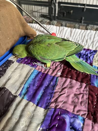 Baby parrots green ring neck