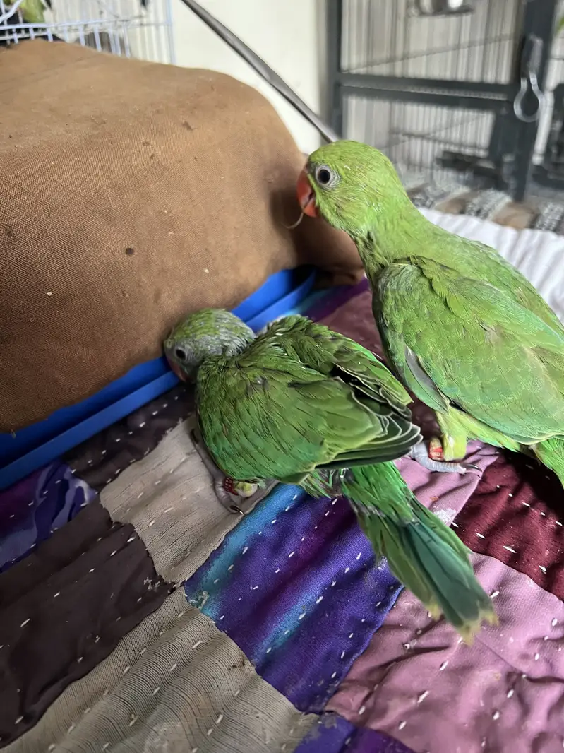 Baby parrots green ring neck — photo 2