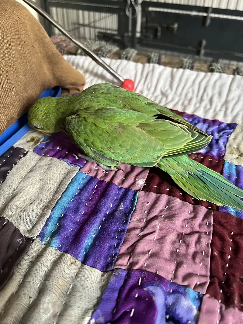 Baby parrots green ring neck — photo 3