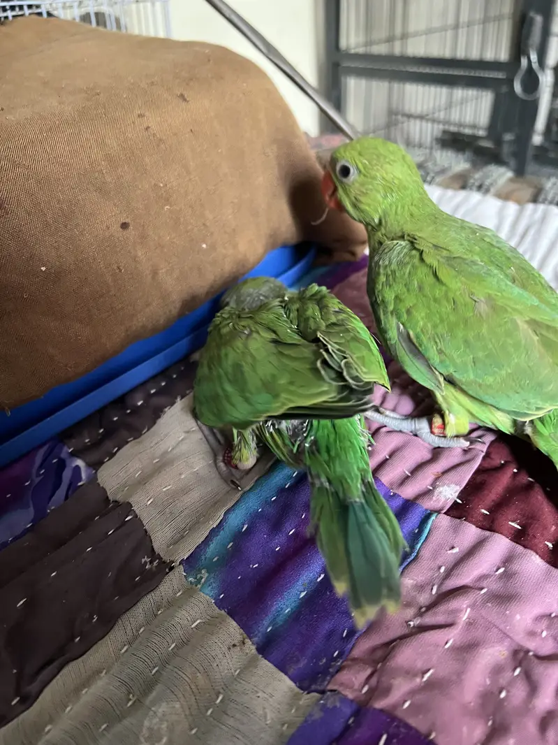 Baby parrots green ring neck — photo 4