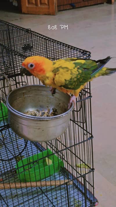 male female not confirmed