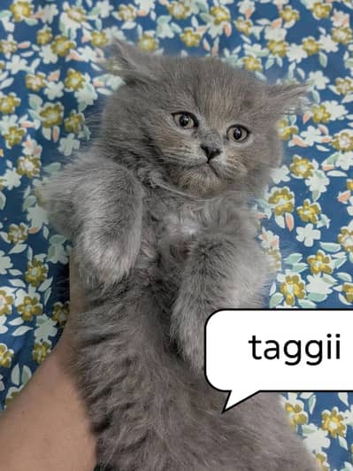 Persian triple coat doll face cat