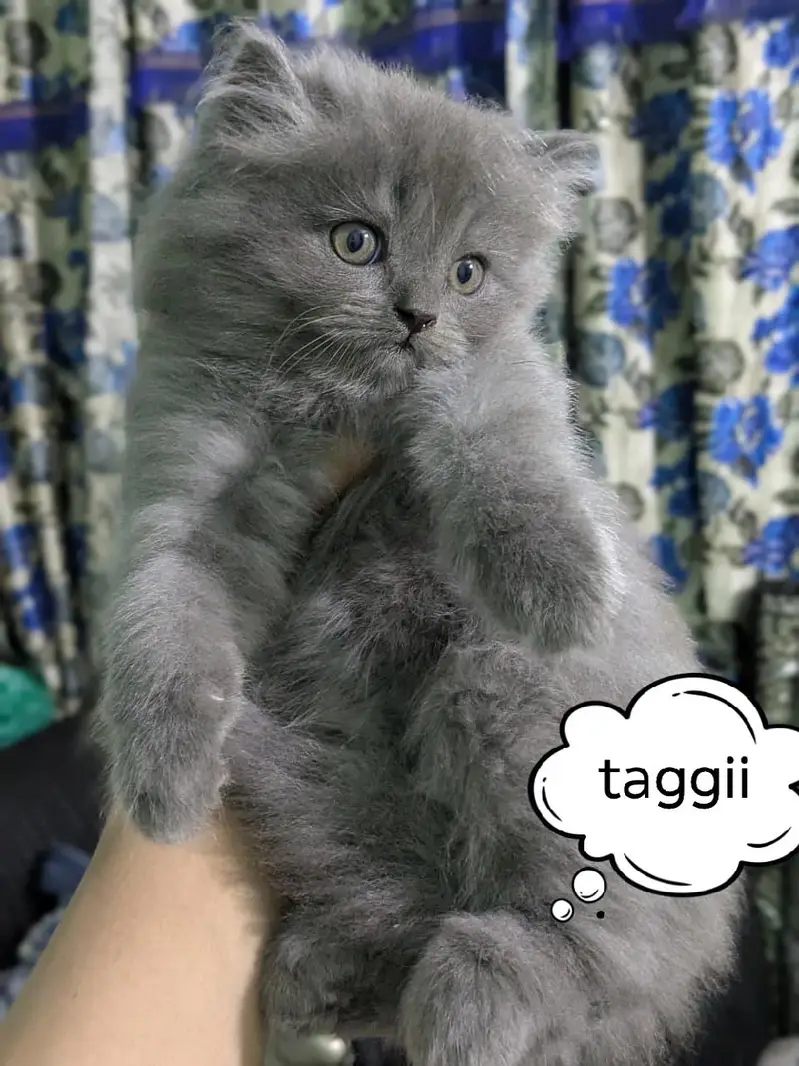 Persian triple coat doll face cat — photo 2