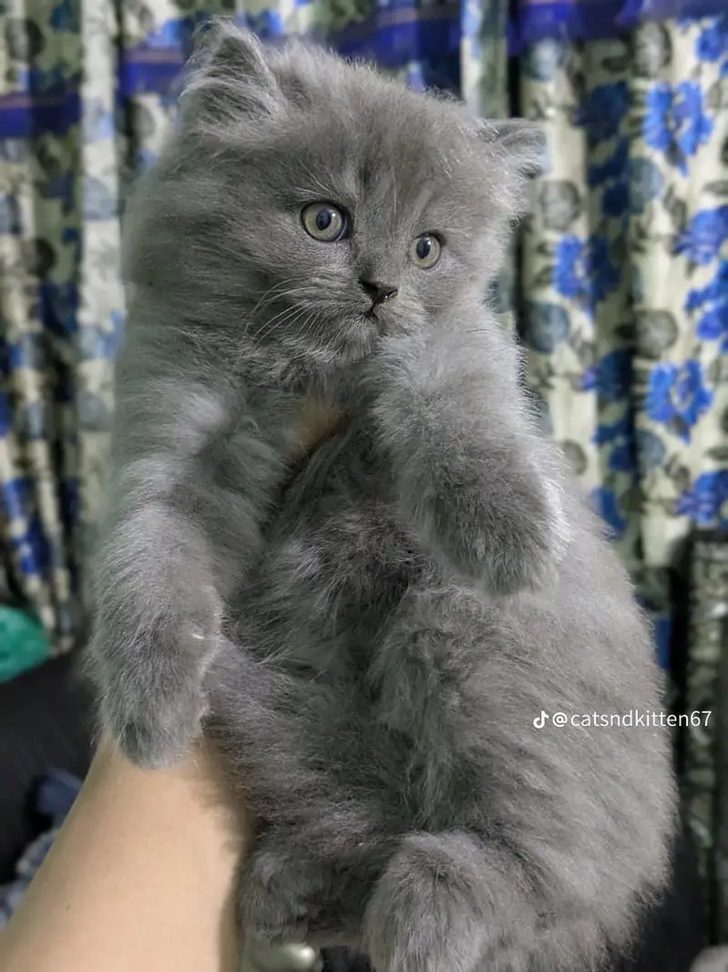 Persian triple coat doll face cat — photo 3