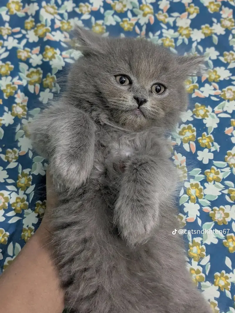 Persian triple coat doll face cat — photo 4