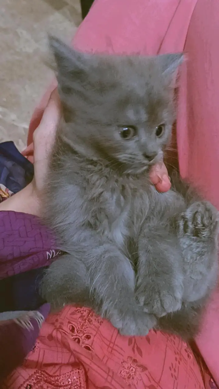 Persian triple coat doll face cat — photo 5