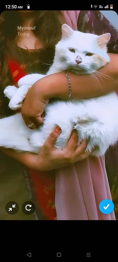 my cute cat