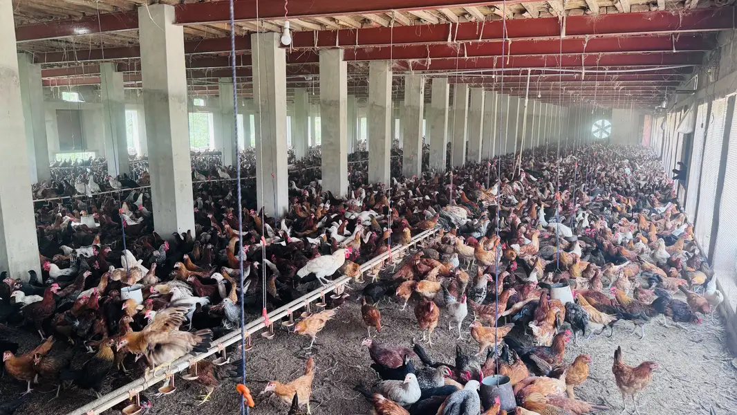 Golden Misri Pathi — photo 10