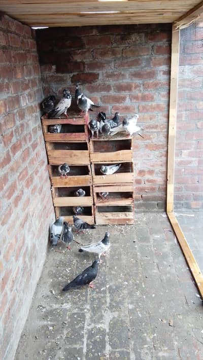 All setup ha 10 kaboter hn total about breeder pairs hm