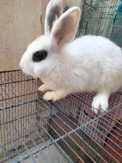 Hotdot male bunny for sale