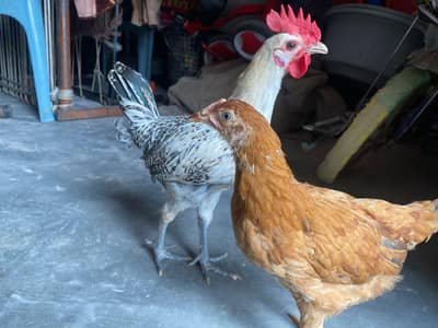Healthy and active pair Golden misri 4 month