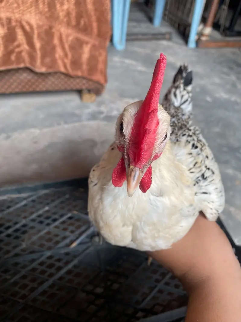 Healthy and active pair Golden misri 4 month — photo 4