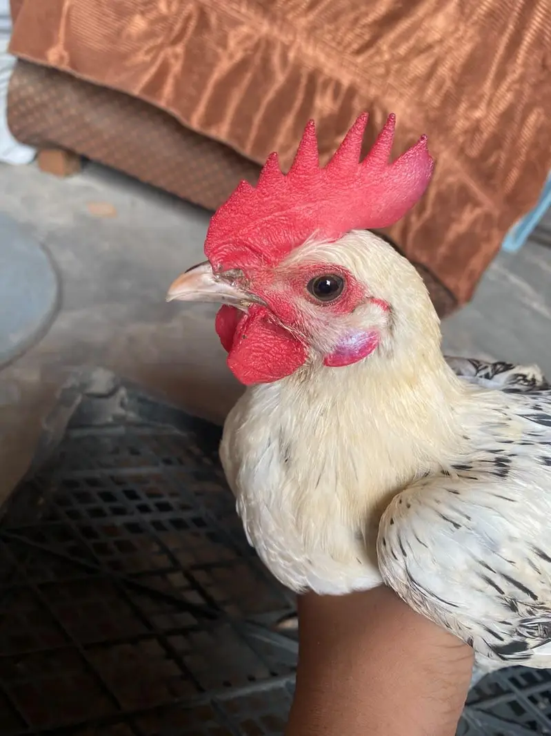 Healthy and active pair Golden misri 4 month — photo 5