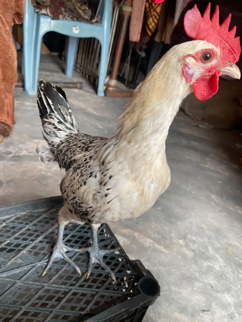 Healthy and active pair Golden misri 4 month — photo 6