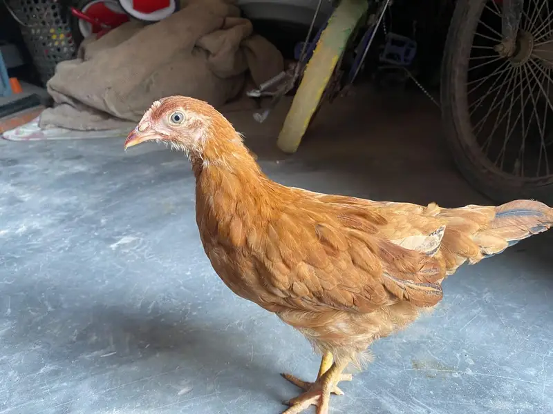 Healthy and active pair Golden misri 4 month — photo 7