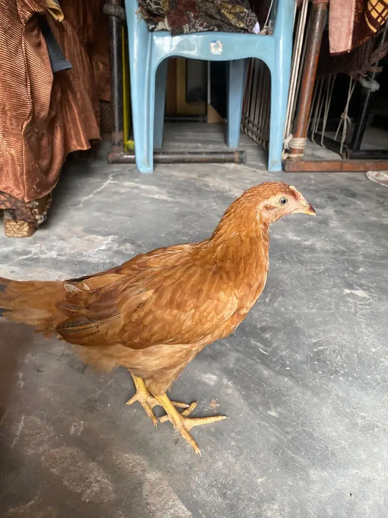 Healthy and active pair Golden misri 4 month — photo 8