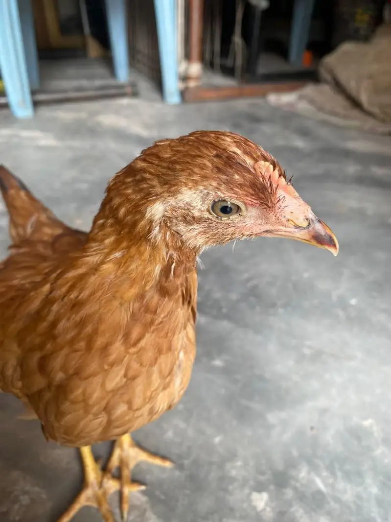 Healthy and active pair Golden misri 4 month — photo 9