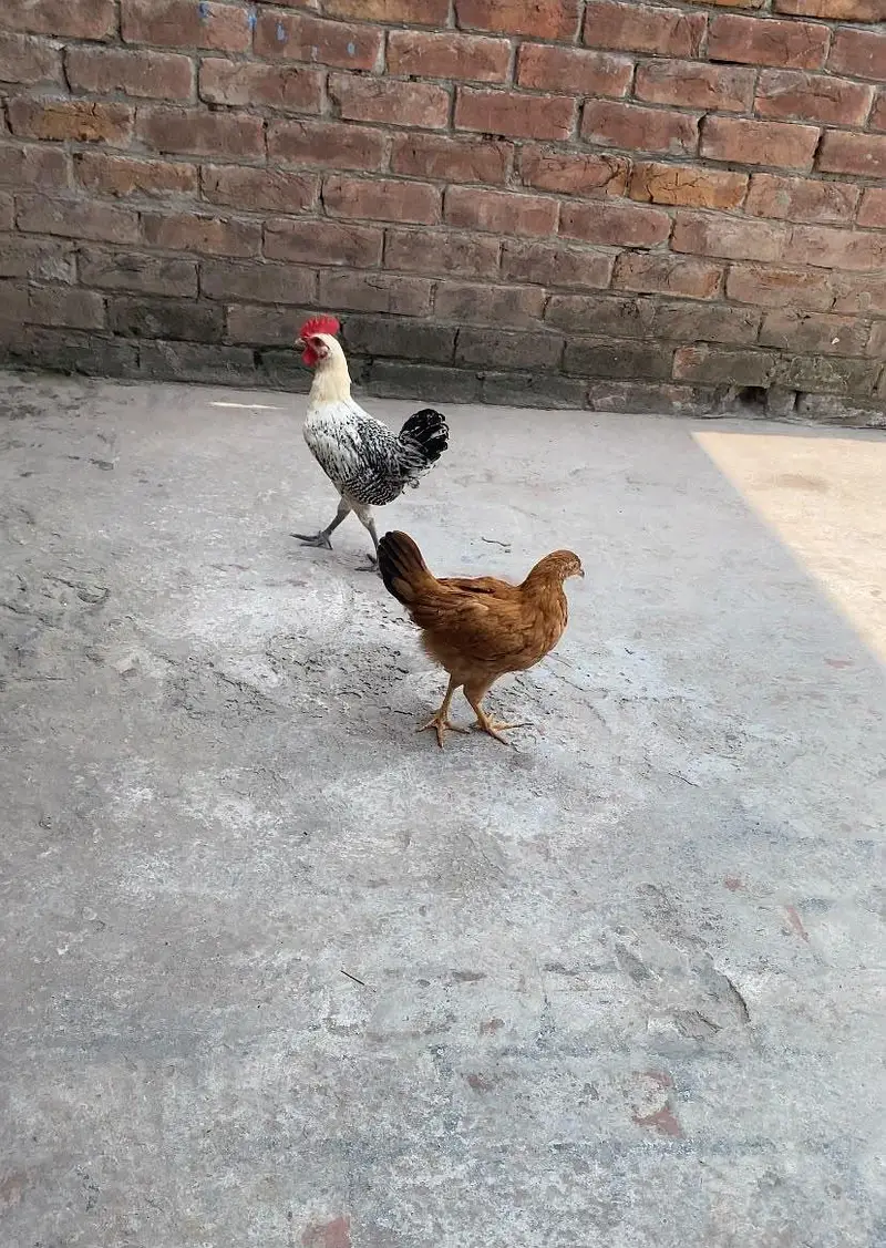 Healthy and active pair Golden misri 4 month — photo 10