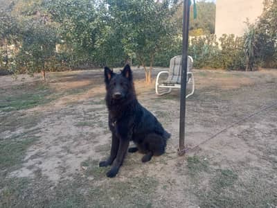 German shepherd male
