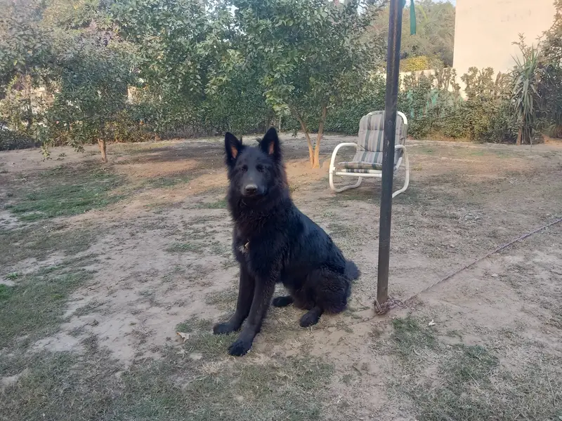 German shepherd male — photo 2