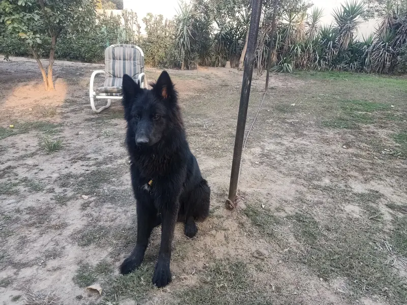 German shepherd male — photo 4