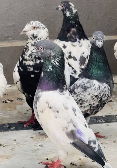 Quality birds