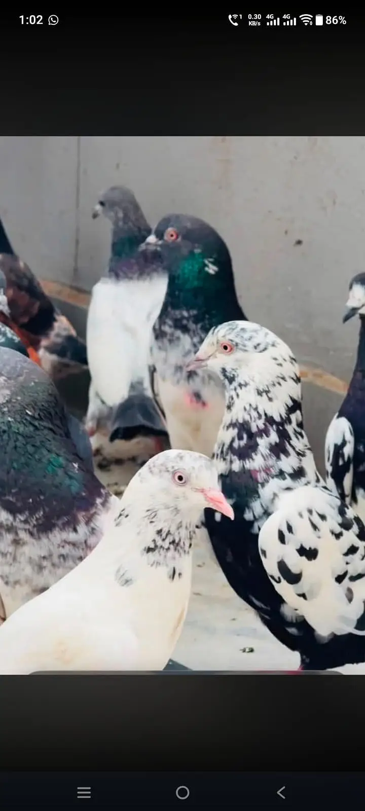 Quality birds — photo 2