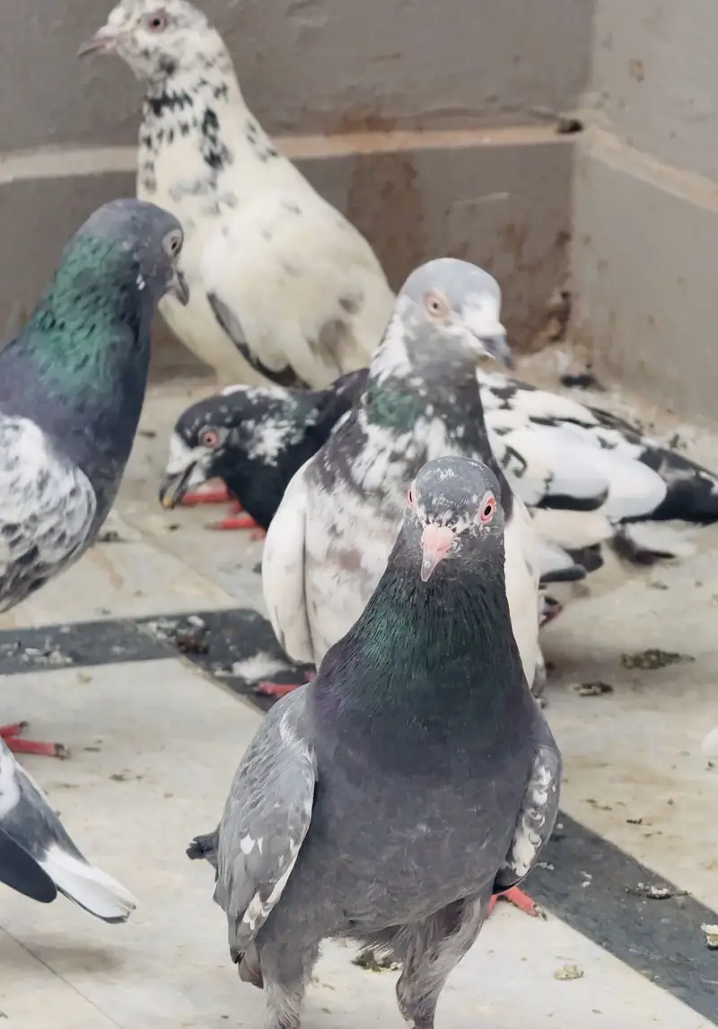 Quality birds — photo 3