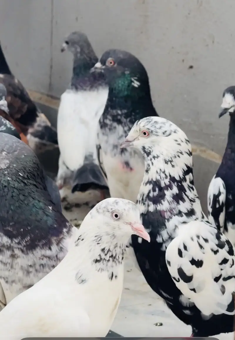 Quality birds — photo 4