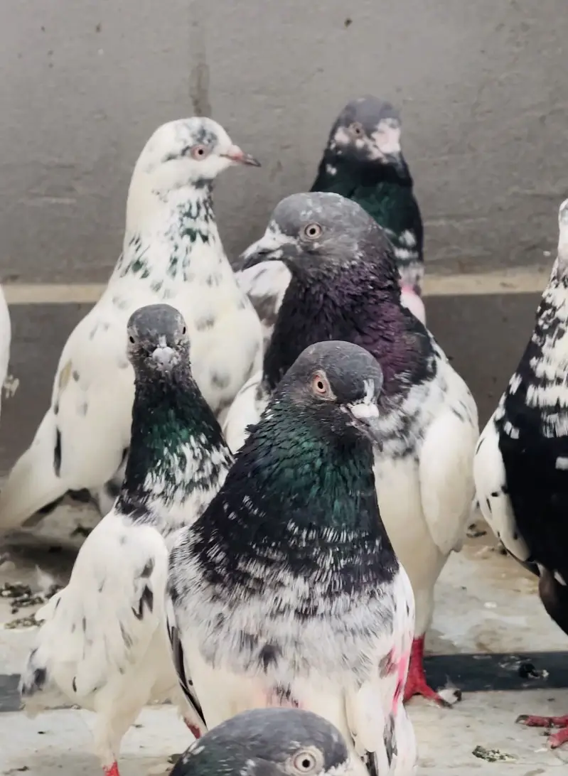 Quality birds — photo 5