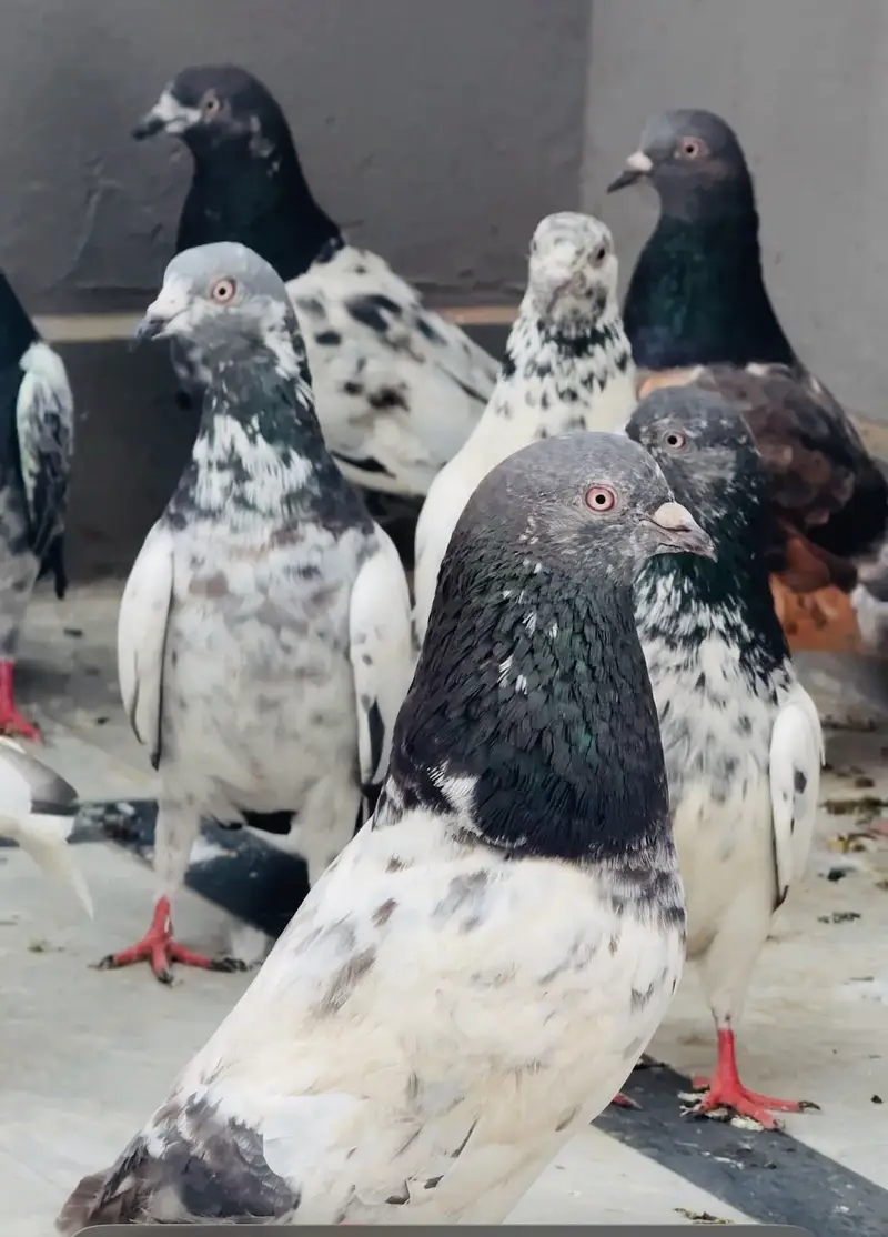 Quality birds — photo 6
