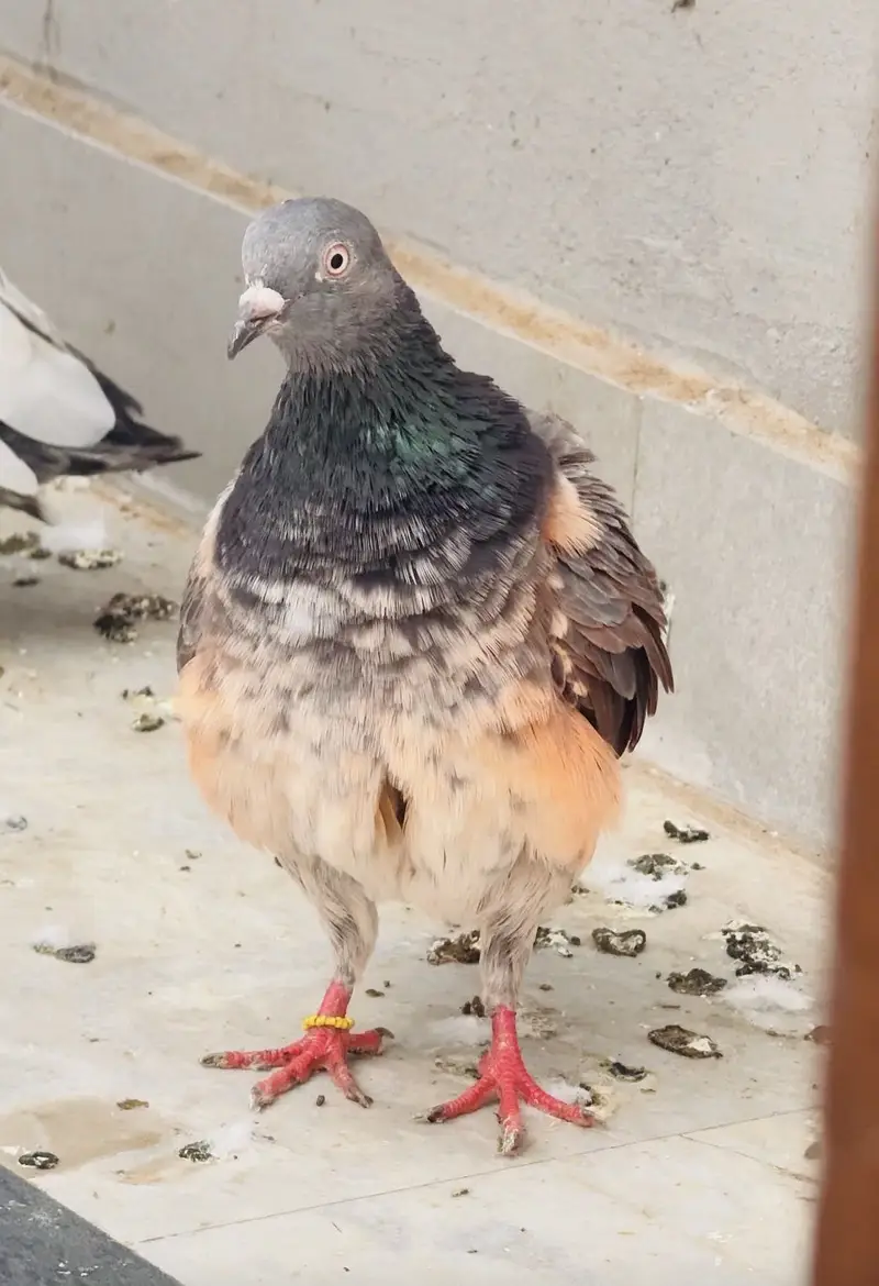 Quality birds — photo 7