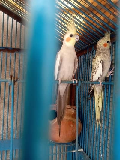 cocketail pair only 4500
