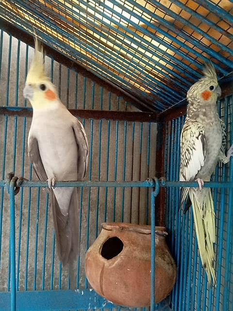 cocketail pair only 4500 3