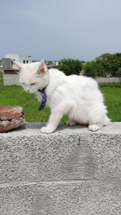cattt