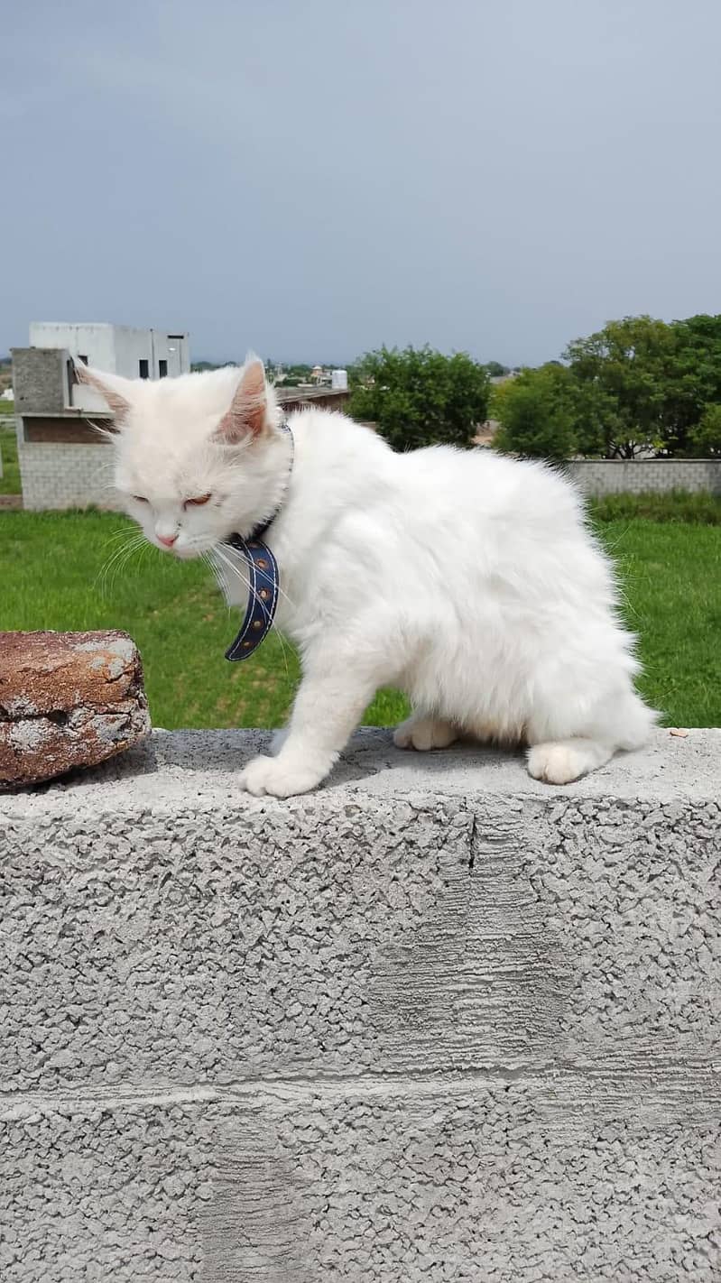cattt 0
