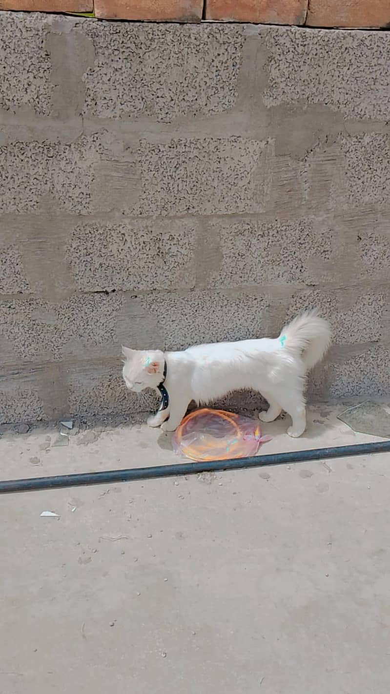 cattt 1