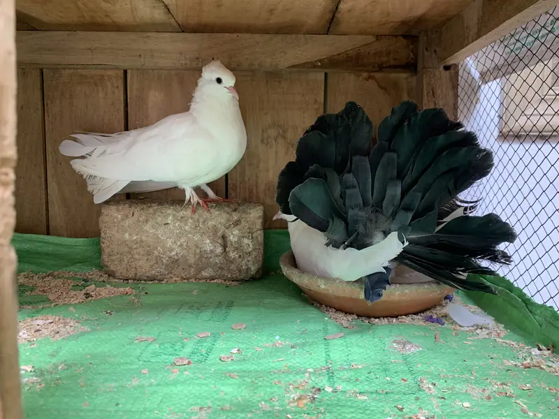 Black fantail pair — photo 3