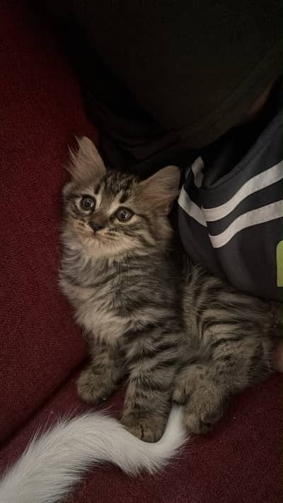 40 days old kitten fluffy friendly 3 shades double coat