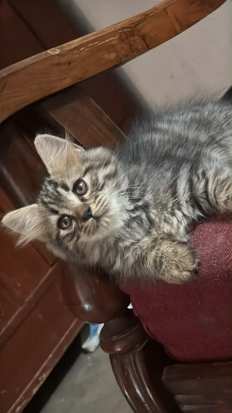 40 days old kitten fluffy friendly 3 shades double coat — photo 2