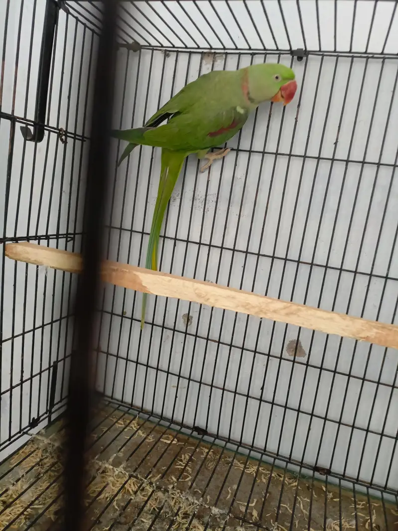 breeder — photo 2