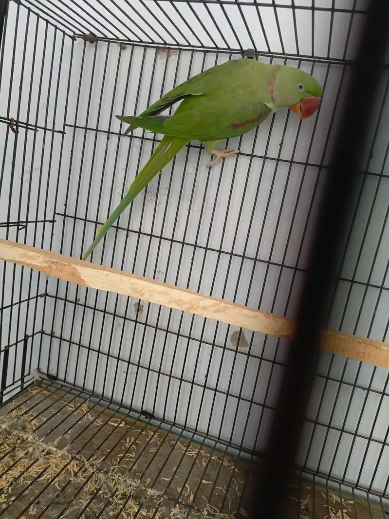 breeder — photo 4