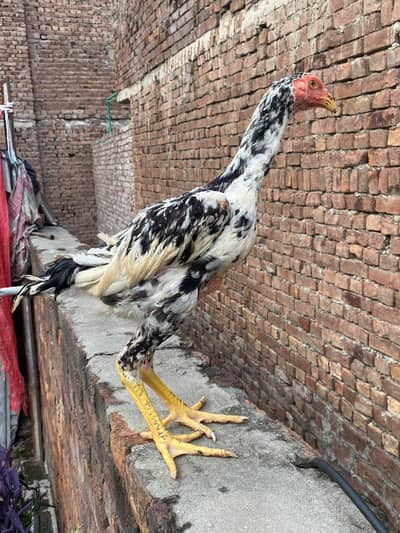 *Black shamo chicks| high quality/ King size chicks_aseel shamo chick*