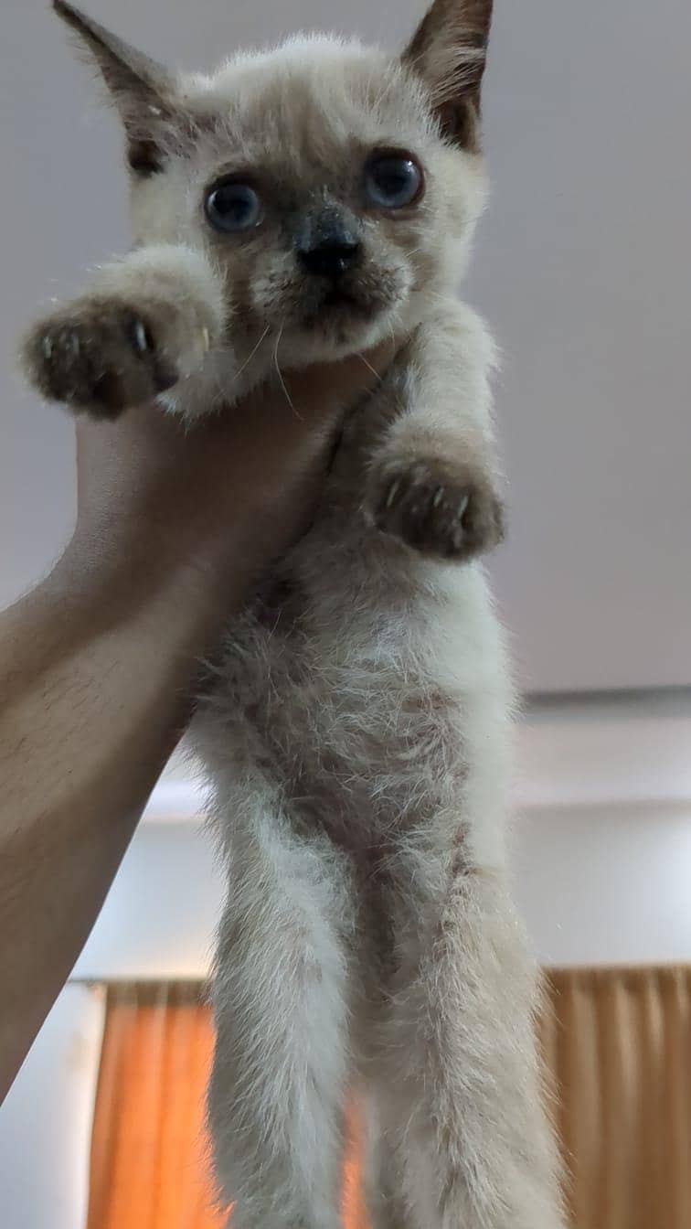 siamese kittens 0