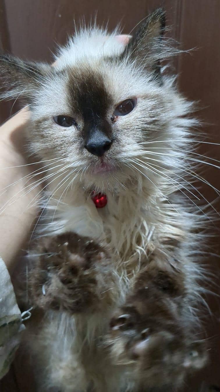 siamese kittens 2