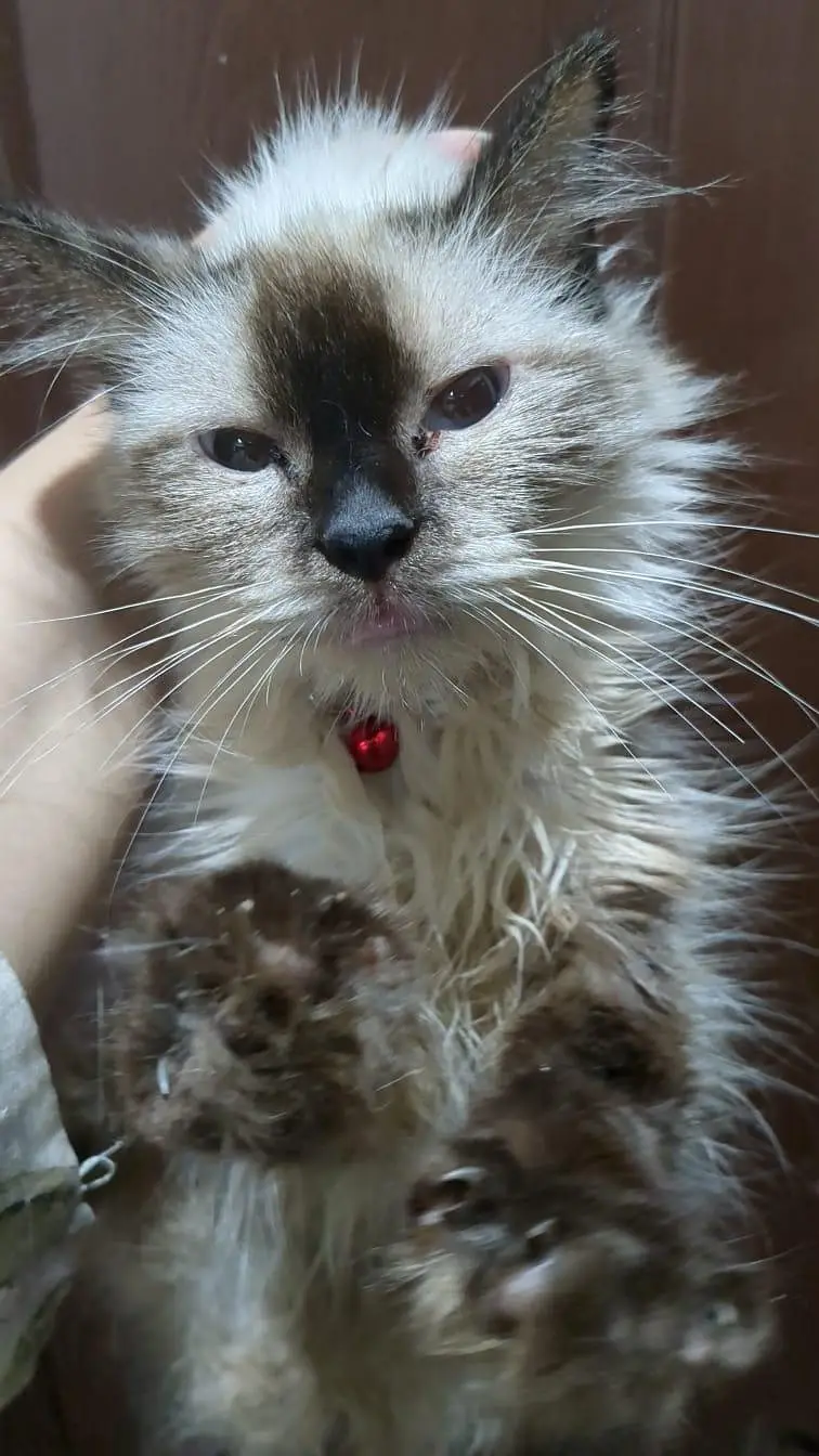 siamese kittens — photo 3