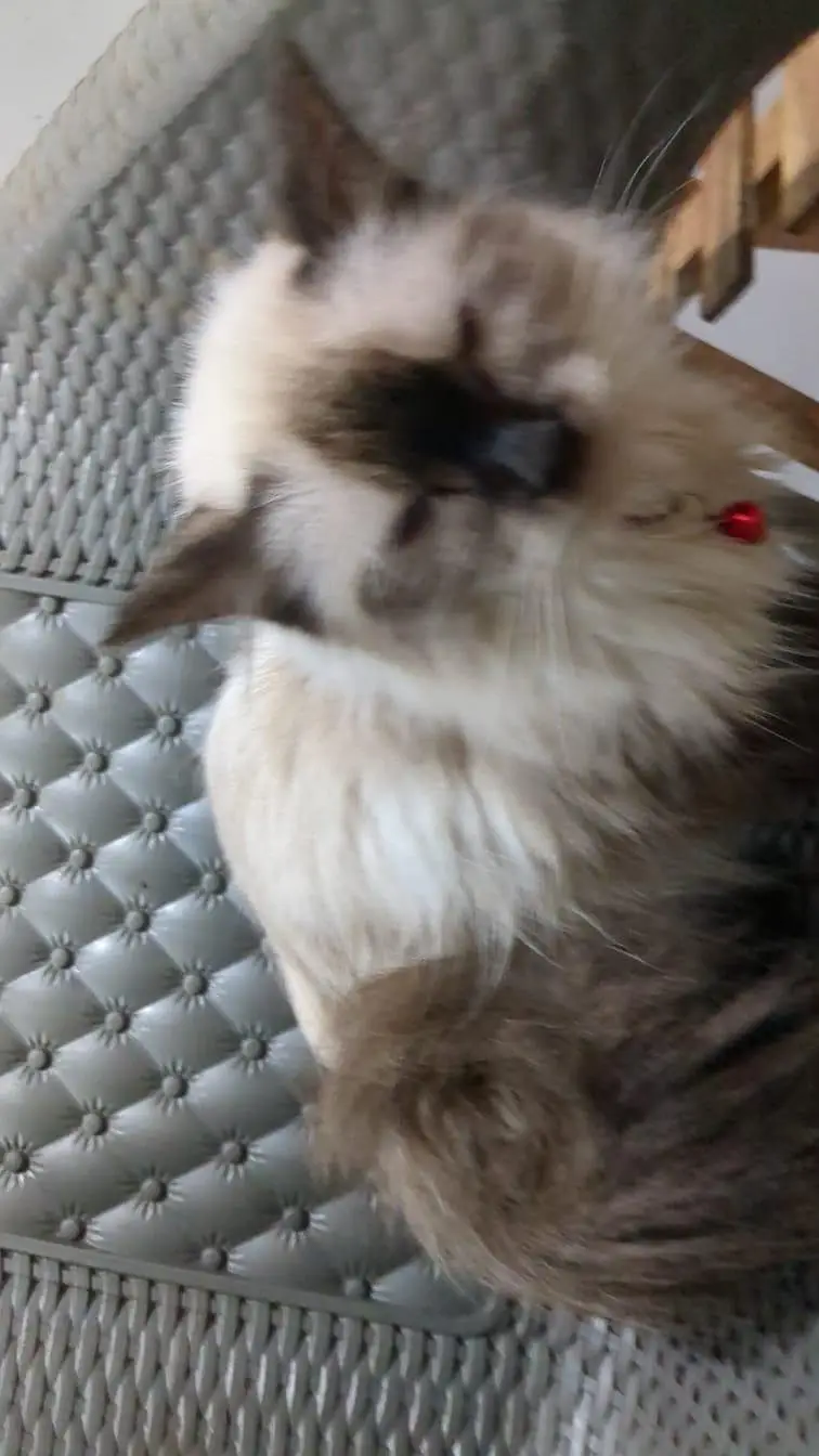 siamese kittens — photo 4