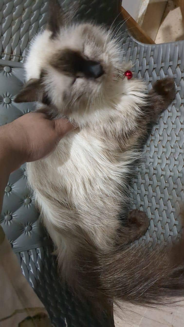 siamese kittens 4