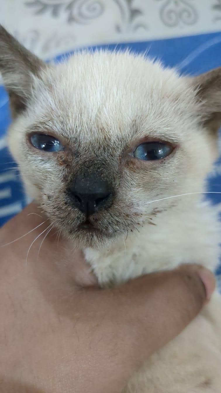 siamese kittens 5